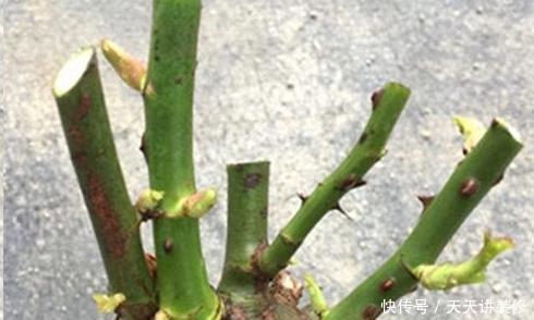 植株|这些“漂亮花”，夏天赶紧剪，剪得越狠，开花越多，剪错了没花看