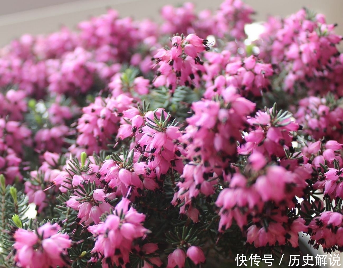  大雪|狂风暴雪下，这些“冻不死”的花，大雪压花枝，独一无二好风景