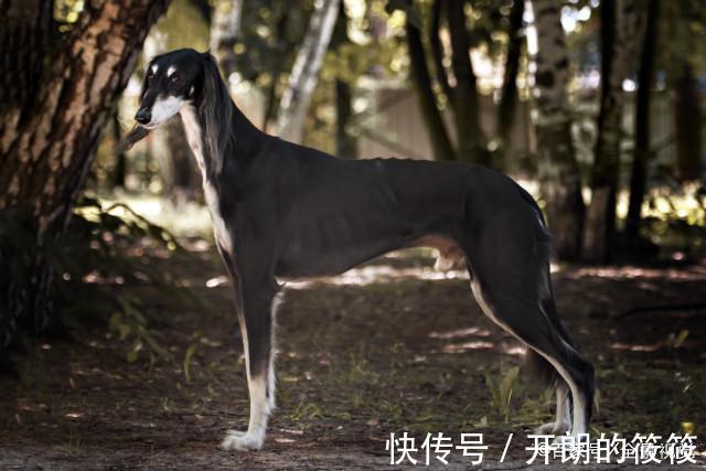 古代|古代没有狂犬疫苗,被狗咬伤咋办有一土方,一千多年前就在用