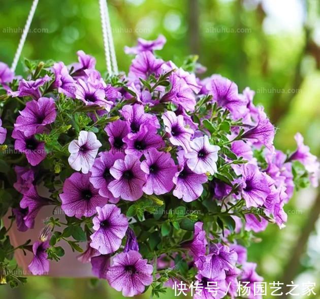 养花|养花试试这几款，花型奇特，花期长，开花烂漫迷人