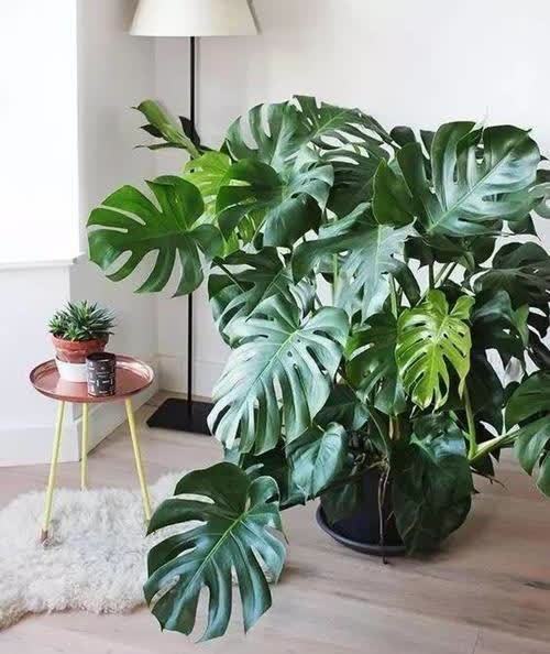 三月种上这些花，满足大水大肥大太阳，长势喜人装满盆！