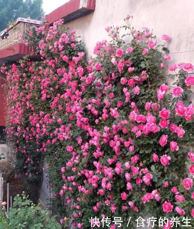 此款藤本植物,长势超快,一年可养成花墙,全年开花,你值得拥有!