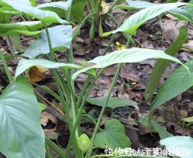 植株|在路旁,有1种“千年健”叶片大,比车前草奇特,更是珍贵、值钱