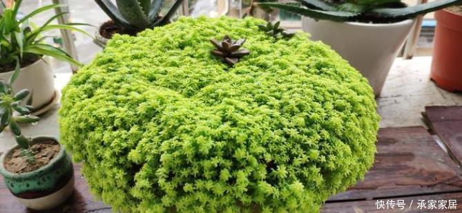 可惜|5种多肉植物能旺财,好看好养又不贵,不养几盆可惜了