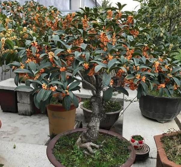 银杏树|这3款植物特适合居家盆栽,时间越久价值越高,还容易养活