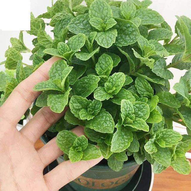 5种花卉，叶子臭味大，开花美醉了，炒菜太好吃了