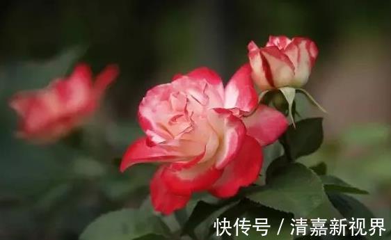 黑菊花|家里养花,不如养“珍稀名菊”墨菊,花色如墨,优雅妖娆