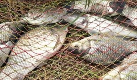 常吃|“常吃鱼,易长寿”,但是3个部位不能吃,2类鱼不建议吃,勿忽视