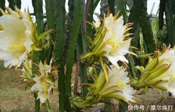 解热|此野花全身都是宝,能清心润肺、清暑解热、除痰止咳,清除内热