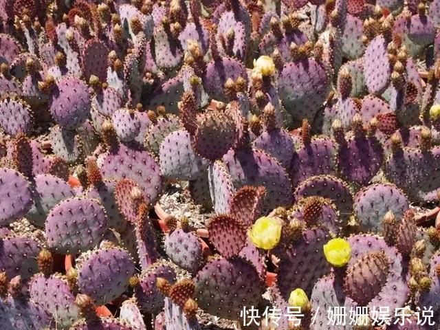 煞气|3种“丑花”，长得不怎么样，却能旺运镇宅，关键还好养