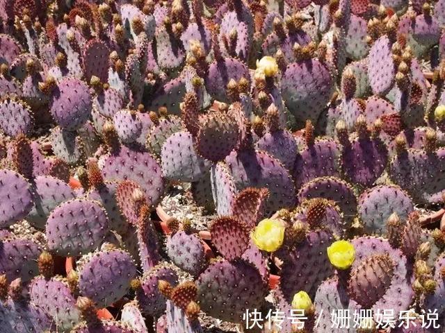 煞气|3种“丑花”,长得不怎么样,却能旺运镇宅,关键还好养