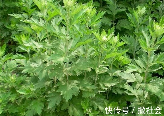 活血|子宫肌瘤的“死对头”，坚持吃3种食物，活血暖宫，子宫更健康