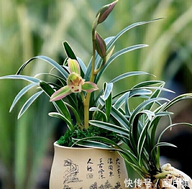 帝王妃|兰花珍品—矮种帝王妃，开花稳定，花香芬芳，文赏也可，武赏也行