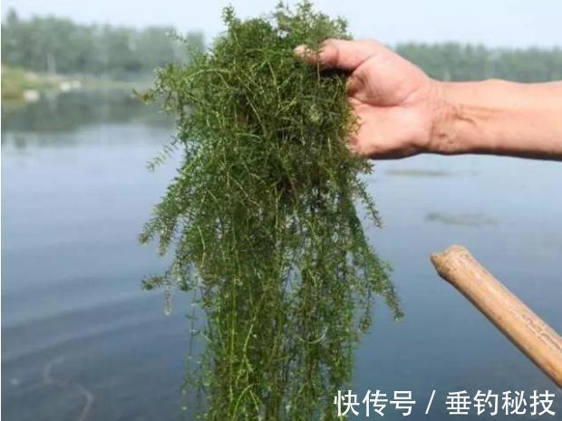 天一冷，都在钓草洞，殊不知草洞的学问还不少，一般人可不晓得