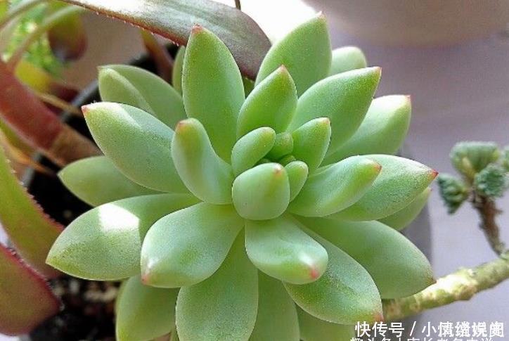叶尖|柠檬手指和柳叶莲华虽然长得有点像,但它们真不是同一种多肉植物