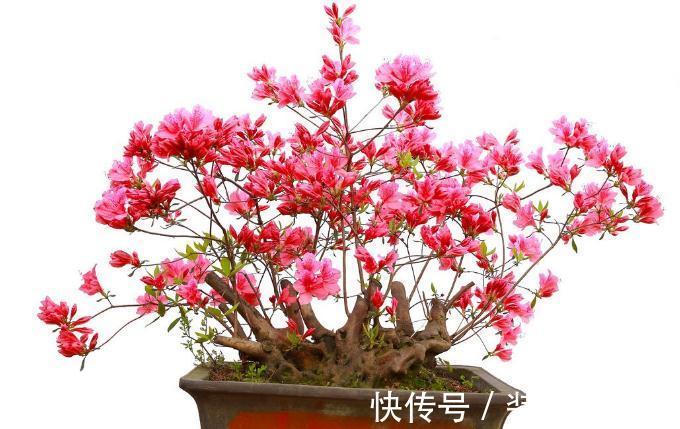 你知道什么花最不好养吗?就是这几种,没有点经验真就养不好