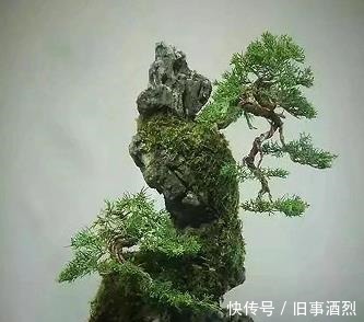 玩盆景心态不同,目的不同,则会出现不同的玩法!