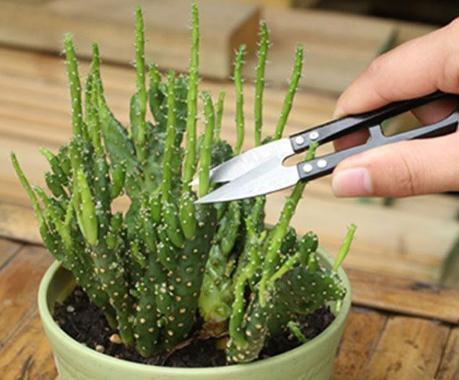 超哥|不管养啥多肉,拖出来“剪一刀”,叶片肥又亮,呼呼“肥3圈”