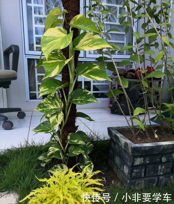 绿萝养久了,居然变成了龟背竹,还开背了!