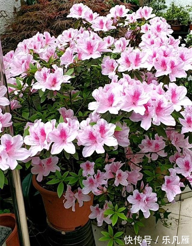 养花技巧快死的花,剪一刀立马活,还能再开花!
