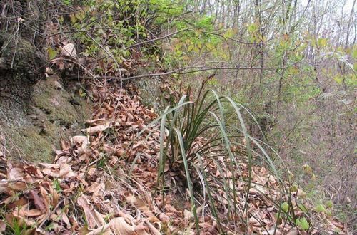 国宝|如果下乡遇到这种野草,那你就赚大了,它是国宝一棵好几万