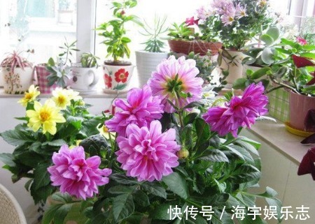 养花|新手养花,不如养盆花中精品“糖果雪山”,甜蜜如糖果,粉粉可爱