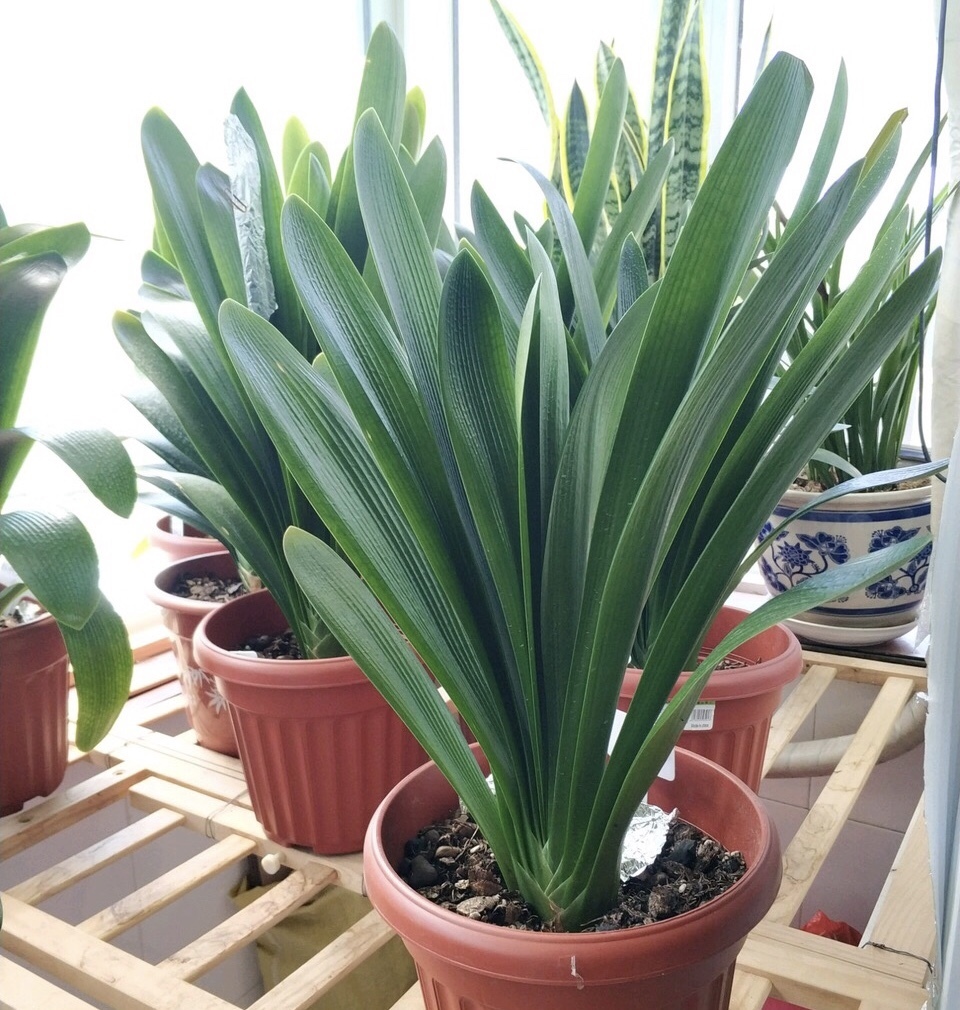 蹭蹭|君子兰吃点“大补肥”,蹭蹭直冒“网格叶”,根系就像大白菜