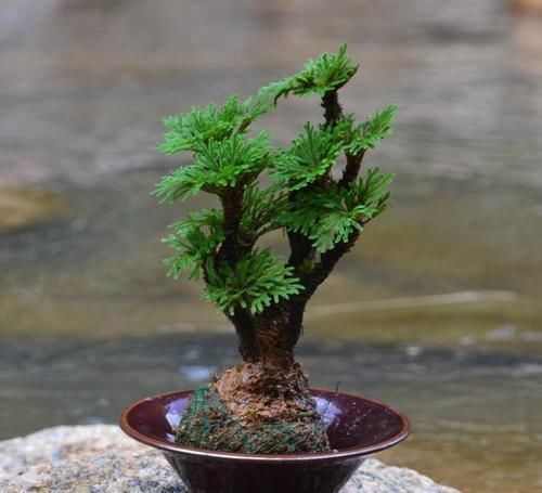 卷柏|它是花卉界的“小强”，5年不浇水也能活，检测环境，做盆景更棒