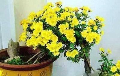 根部|花快死了别着急仍，学会这几种方法，能让植物起死回生，各个爆盆