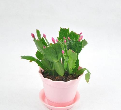  叶片|蟹爪兰叶子发蔫，如此做，轻松长满盆！