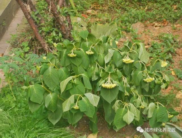 绣球花是抽水机,着不住暴晒,小心晒脱水,老司机有想法