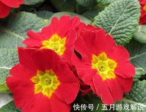 家里养3种花,一开花就是大半年,开花量大,花色艳丽