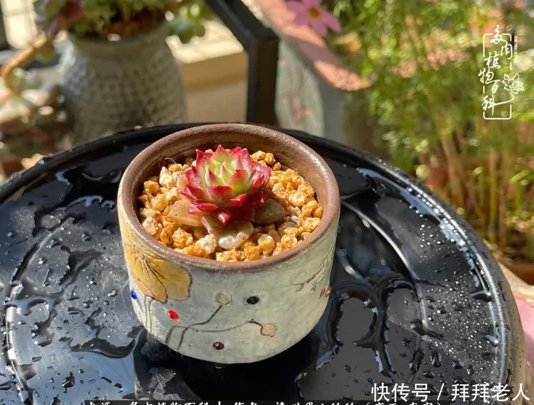 多肉与我,不负时光韶华!