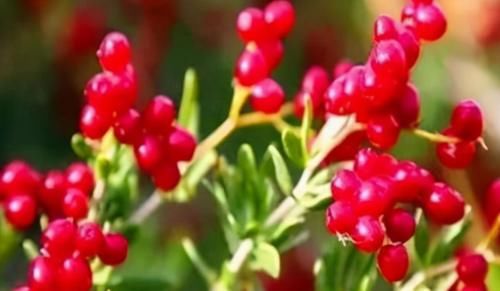 果衣|8月立秋爱美女性多吃3种食物，营养丰富，滋润肌肤，早吃早受益