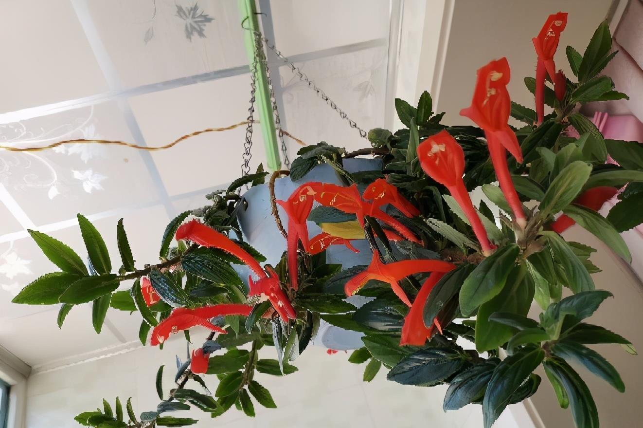 阳台上|4种可爱的吊兰,有的开花有的四季常绿,养阳台上很皮实很美丽