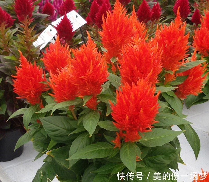 火炬花就像是一个火把一样，燃烧的火把充满了希望，很有意义的花