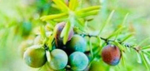 果子|女性不想老太快,要常吃3果子,皱纹少了,皮肤细腻,身体好