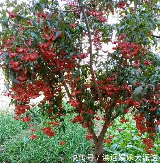 金线|传说中的“摇钱树”原来长这样,花型好奇特,我都想养1棵在家里