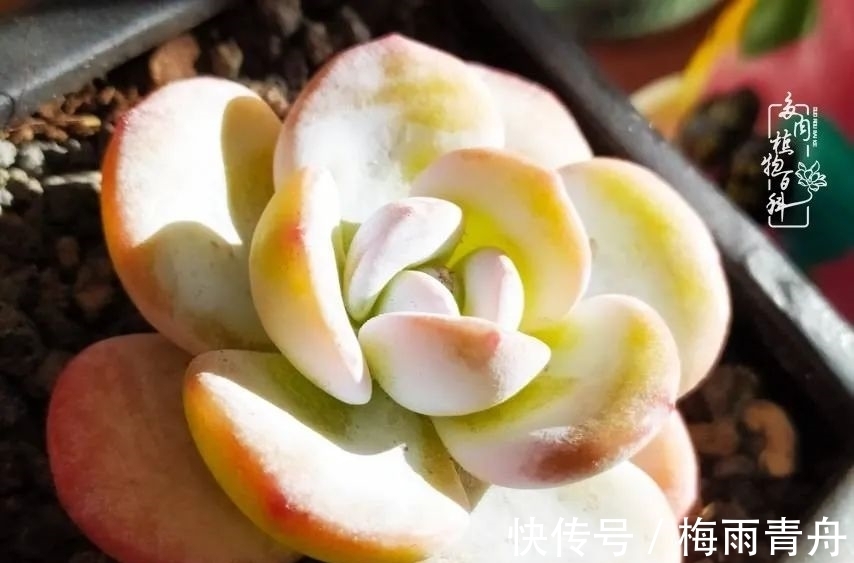 爱上多肉:何须浅碧轻红,自是花中一流!