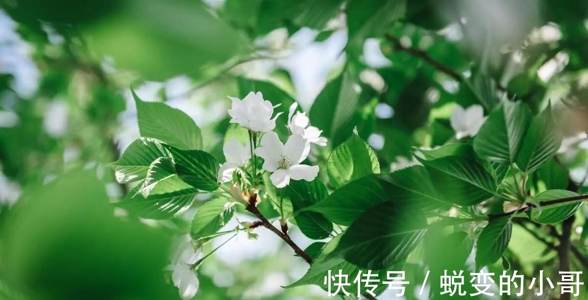 水力$雪化方懂云水力,春归自醉杨柳风