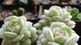 此款多肉,如夜色一般温柔,养护好气质独特迷人,值得拥有