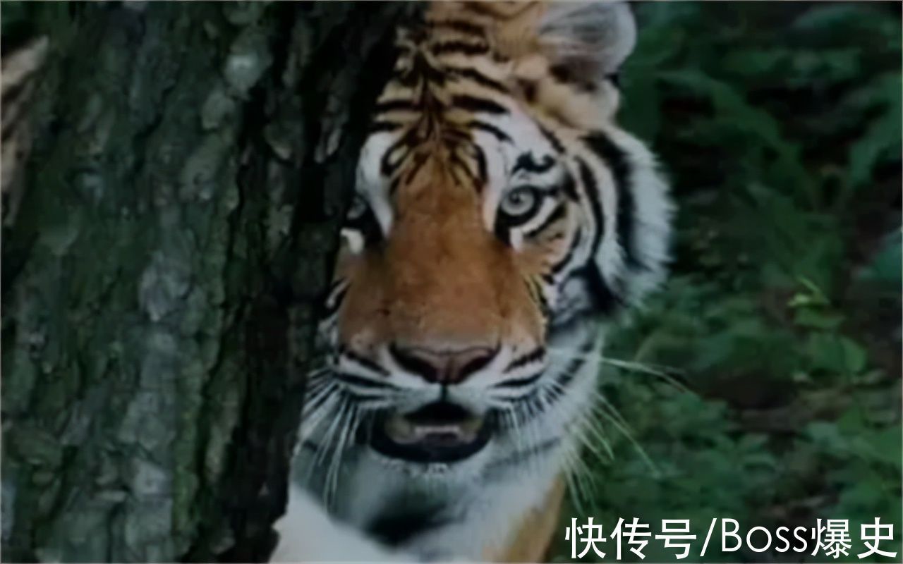 武松打虎#丁海峰拍武松打虎时:我万一被吃了咋办?张纪中:买了10万的保险