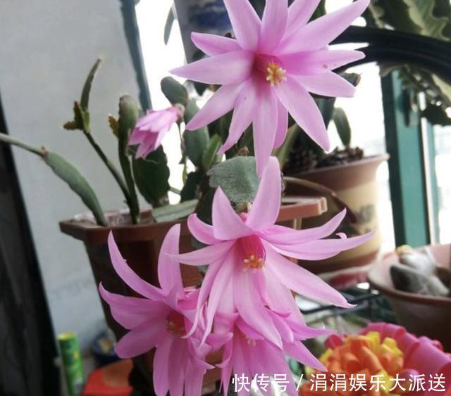 花友们|夏季温度高,养蟹爪兰“有技巧”,把“3件事”做好,长势快2倍!