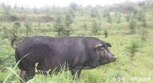  穆斯林为什么不吃猪肉? 原来是在中东形成的