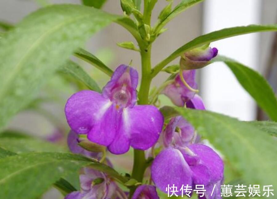 花色繁多,好养好种,人人找来做一件事