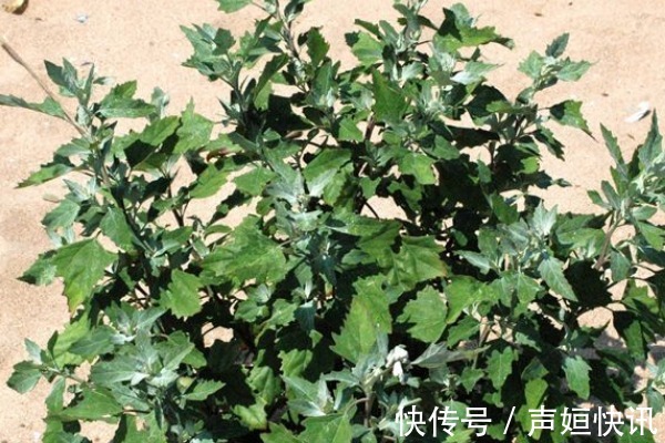 含量|老年人补钙不如多吃野菜,钙含量不输于牛奶,多吃身体更健康