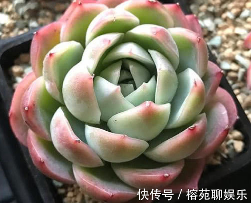 妙招|多肉昂斯诺怎么养教你3个小妙招，养出果冻色小清新的昂斯诺