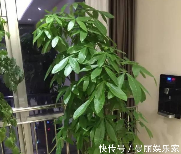 茶水|养花的五大误区，避免这五大错误，你养的花年年开爆阳台