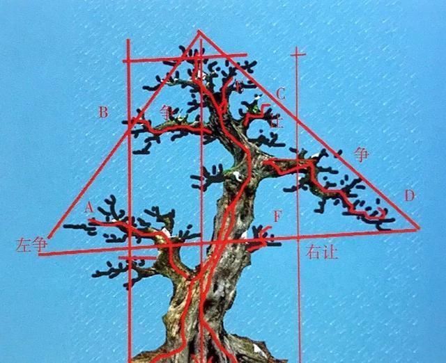 一盆九里香,阳台香飘飘,6款盆景造型玩法,哪一款受你青睐