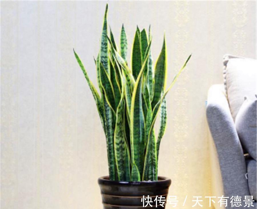 根系|家庭养虎皮兰,做好这“5点”,叶子肥根系壮,笋芽长得撑破盆